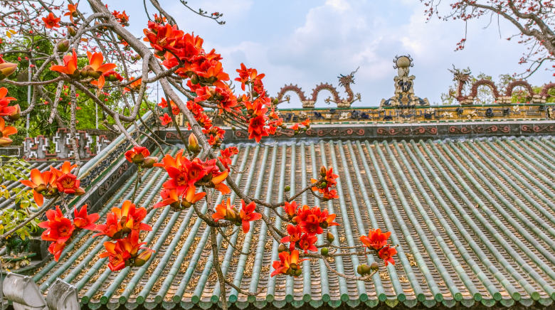 南海神廟木棉正紅，春光正好